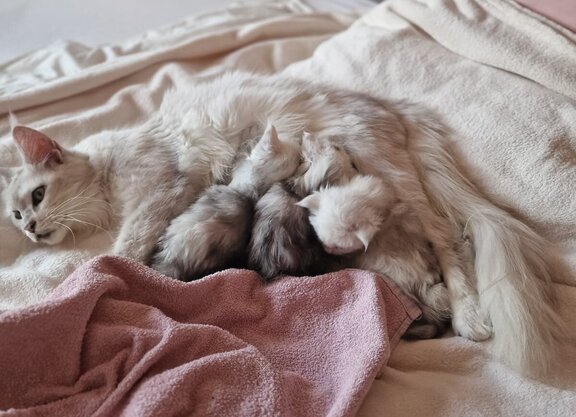 Maine Coon Katze Fay mit ihren Babies