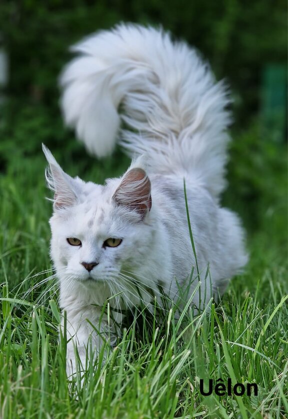 Maine Coon Kater Uélon