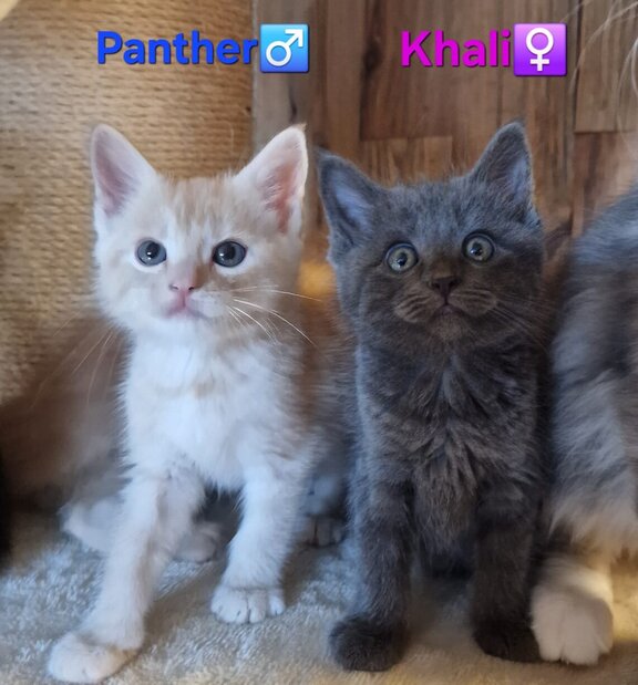 Maine Coon Mix Babies