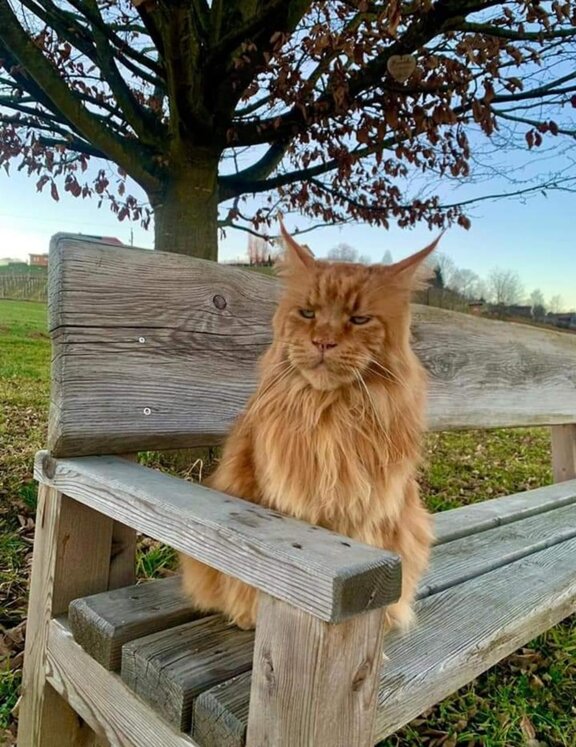 Leopold, unser erster Maine Coon