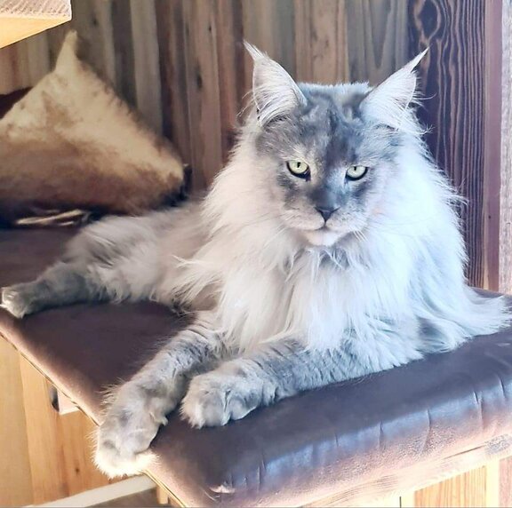 Maine Coon Kater Jack