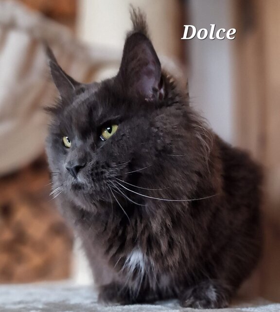 Maine Coon Katze Dolce