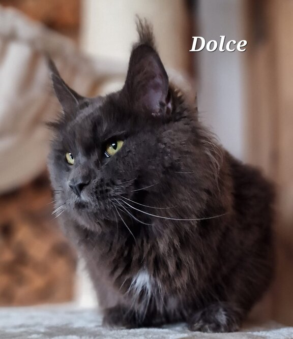 Maine Coon Katze Dolce