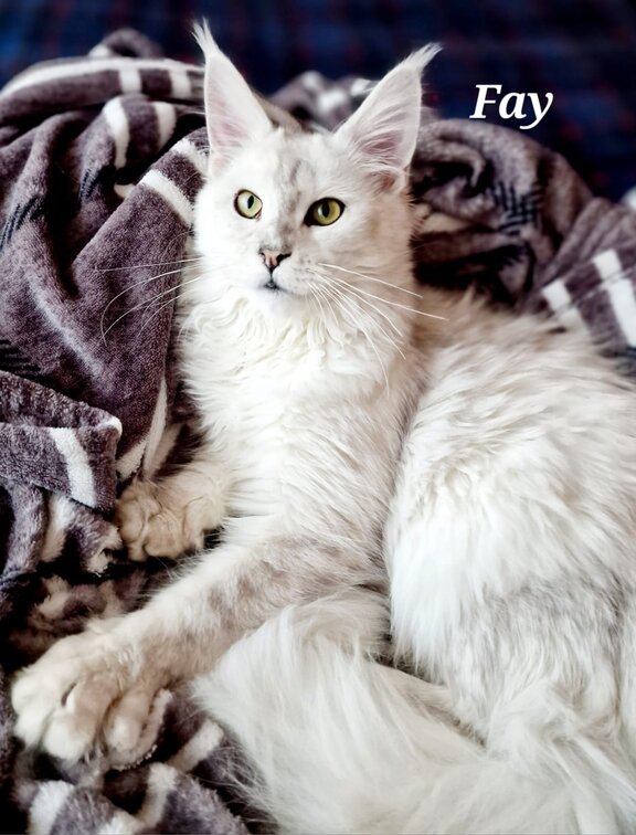 Maine Coon Katze Fay