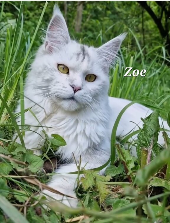 Maine Coon Katze Zoe