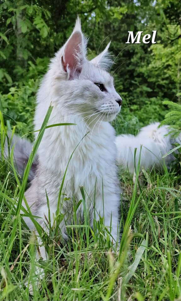 Maine Coon Katze Mel