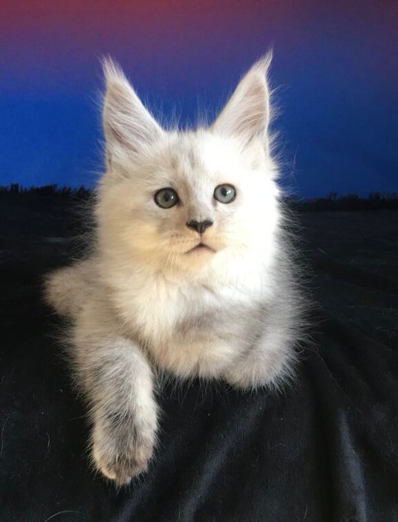 Maine Coon Kater "Frozen Coal" Fritz